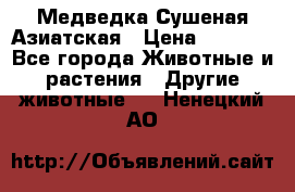 Медведка Сушеная Азиатская › Цена ­ 1 400 - Все города Животные и растения » Другие животные   . Ненецкий АО